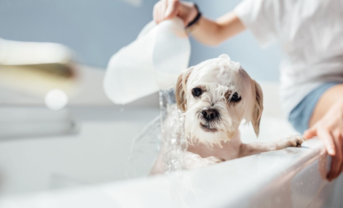 banho de cachorro entope ralo